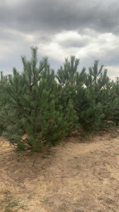 Сосна Крымская Орегонская Обычная сосна кримська