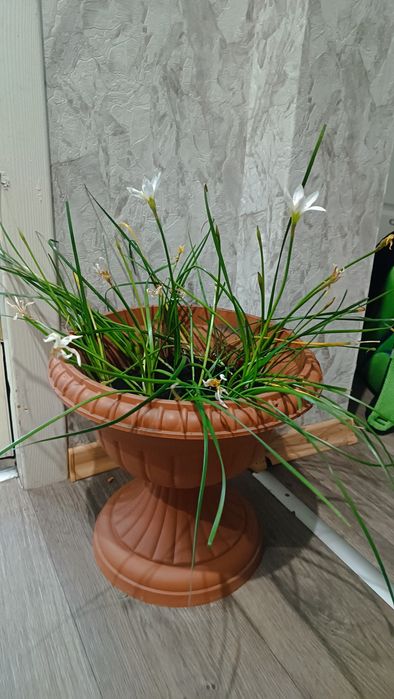 Вазон зефірантеса