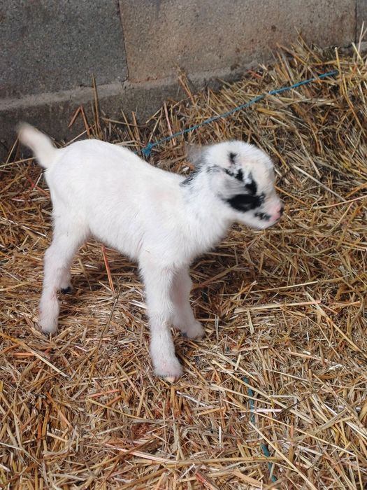 Cabritos "Micro-anões" Legítimos