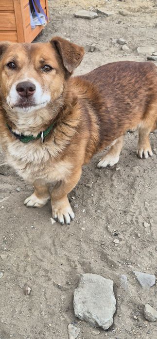 Piesek okolo 8 lat