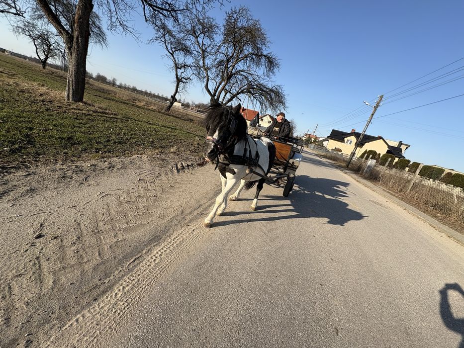 Bryczka mała konna