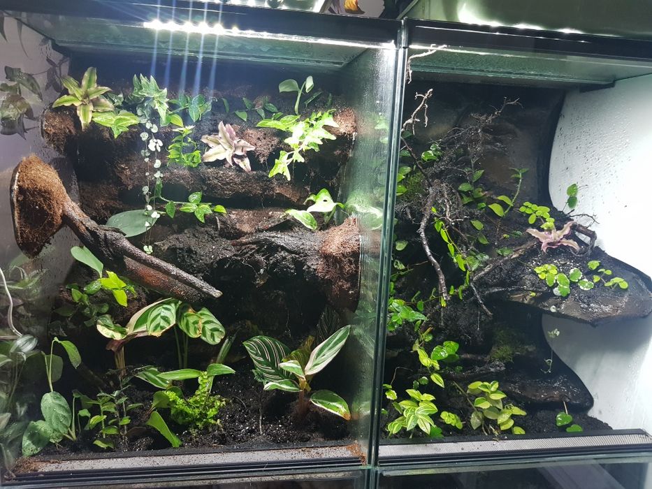 Terrarium tropikalne wysoka jakość