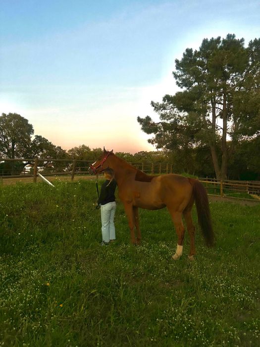 Mix KWPN Experiente Saltos