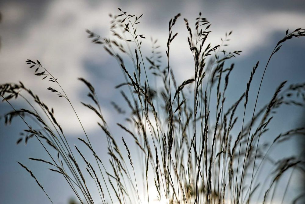 Minolta XG2 + MC Rokkor PG 58/1.2