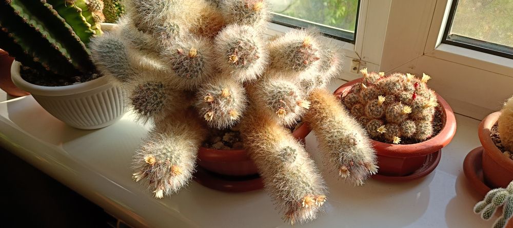 Кактусы и суккуленты