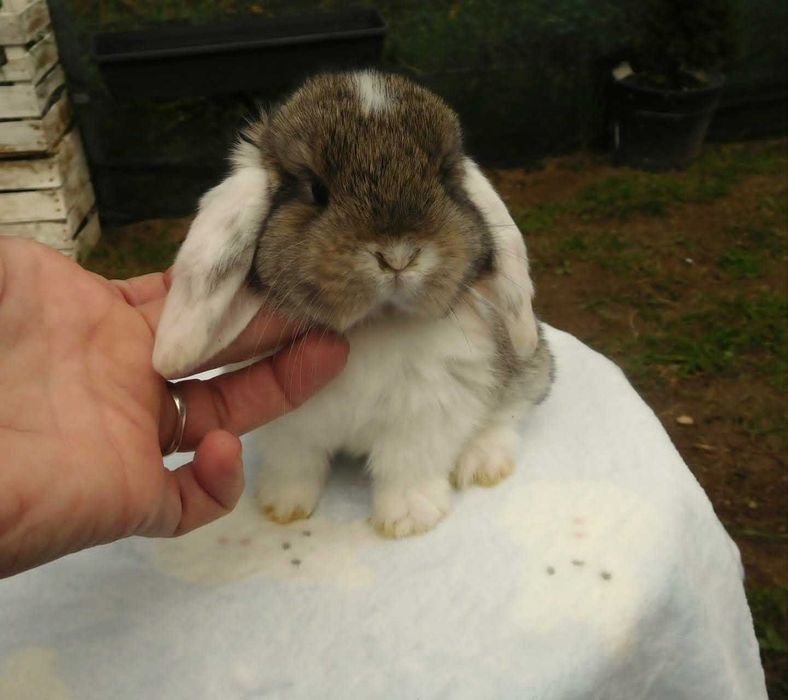 Śliczne króliczki Mini Lop