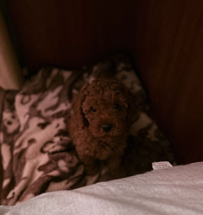 Продам пуделя той red brown.