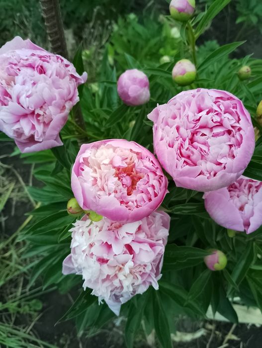 Півонія рожева великоквіткова