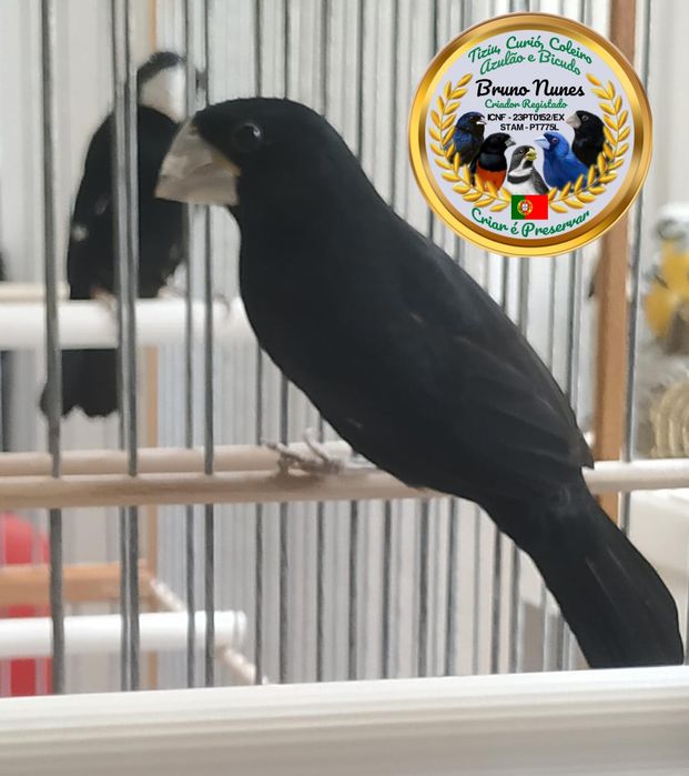 Bicudo (Oryzoborus maximiliani)