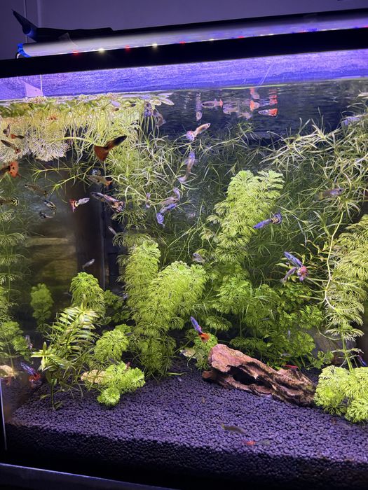 Planta aquario