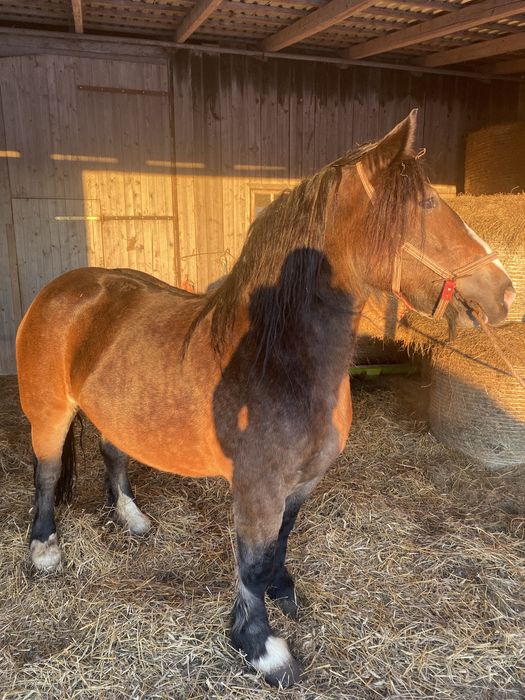 Klacz zimnokrwista z źróbką
