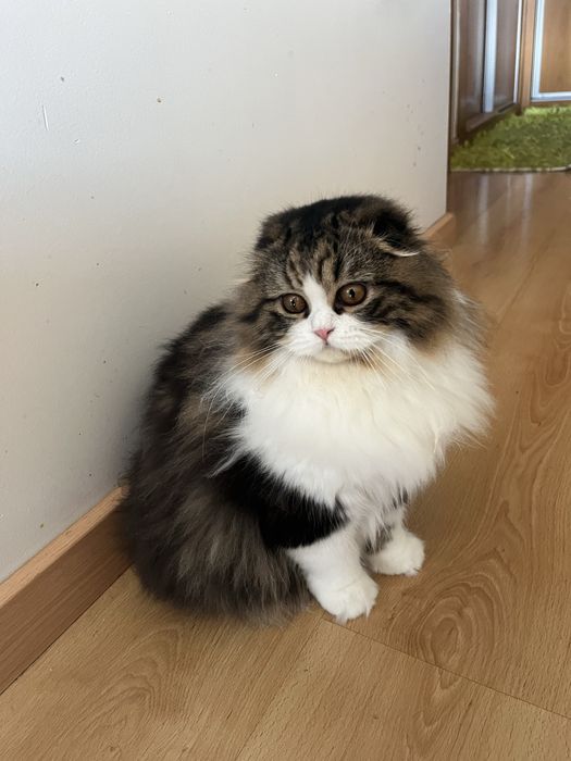 Haighland fold femea