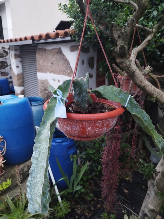 Planta pitaya em vasos