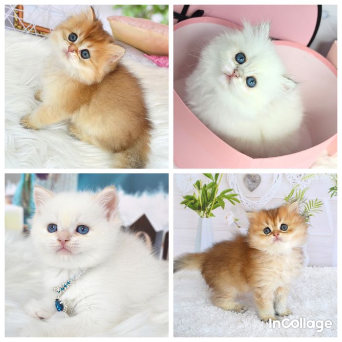 Британська золота шиншила котята / британская золотая шиншилла/ поинт