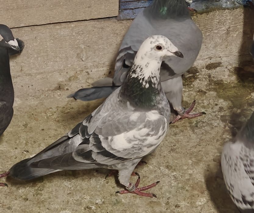 Sprzedam młode gołębie 2026