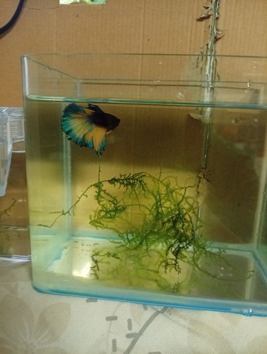 Betta Hallfmon Macho