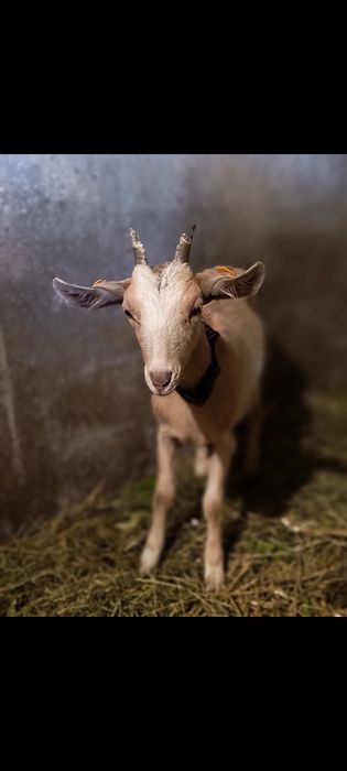 PILNIE Sprzedam kozy , Czap 1.5r mają imiona
