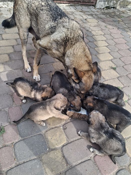 Продам у хороші руки  цуценят
