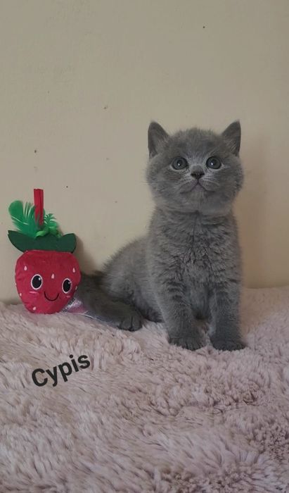 Kot brytyjski kocurek