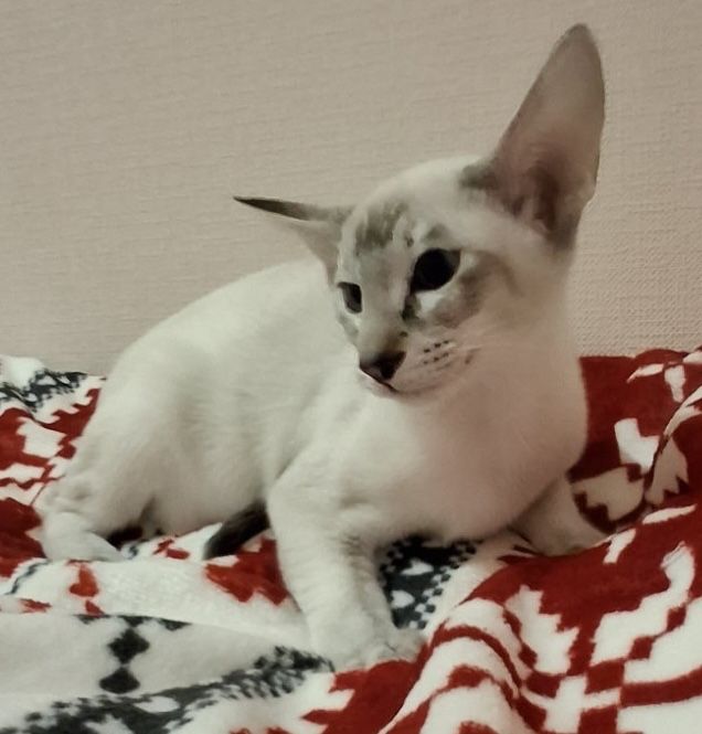 Ориентальна дівчинка  сіл таббі поінт окрас