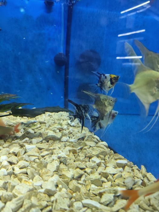 Escalares Pterophyllum scalare