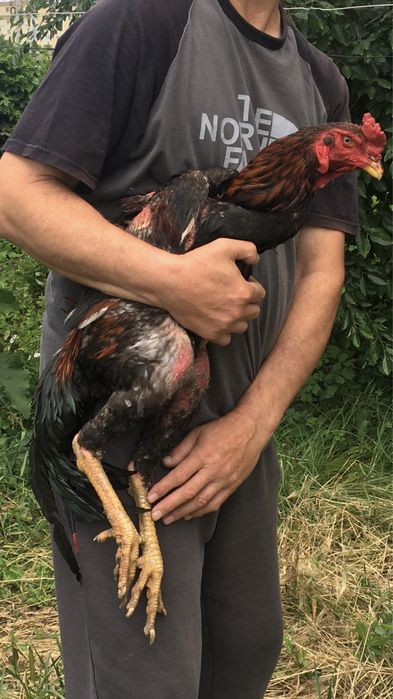 Куры и петухи Бойцовские О Шамо