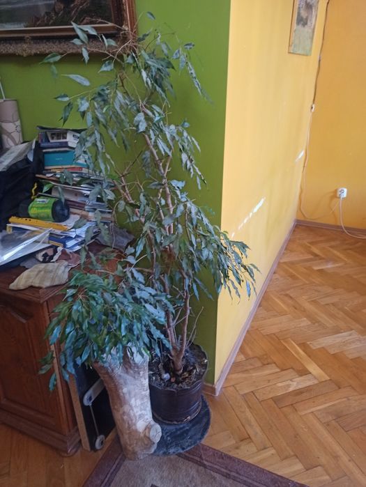 Rośliny pokojowe