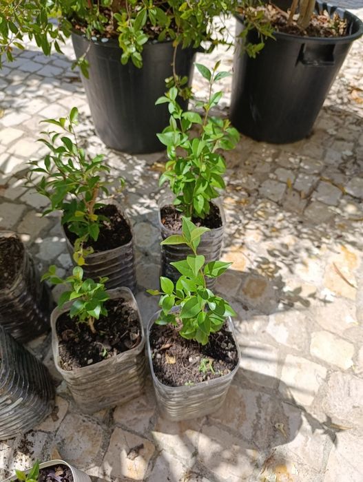 Vedação viva, lote 9  arbustos, Ligustrum japonicum, jovens e podados