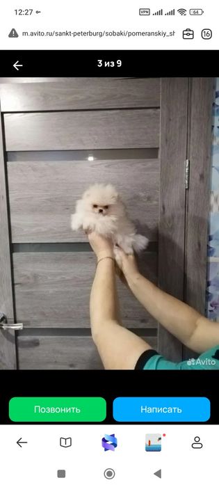 Пушистые мимишки шпицы