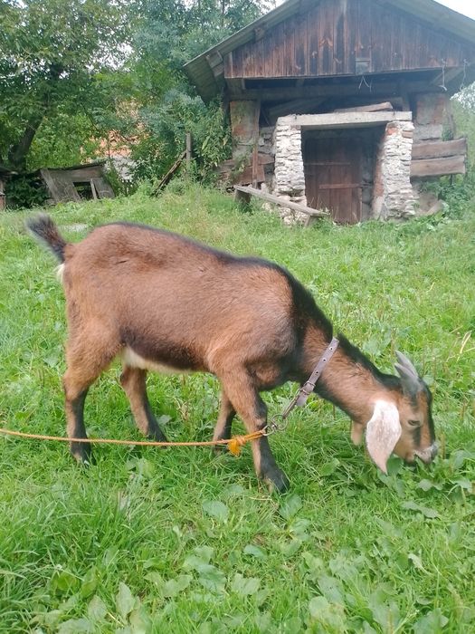 Продається козлик