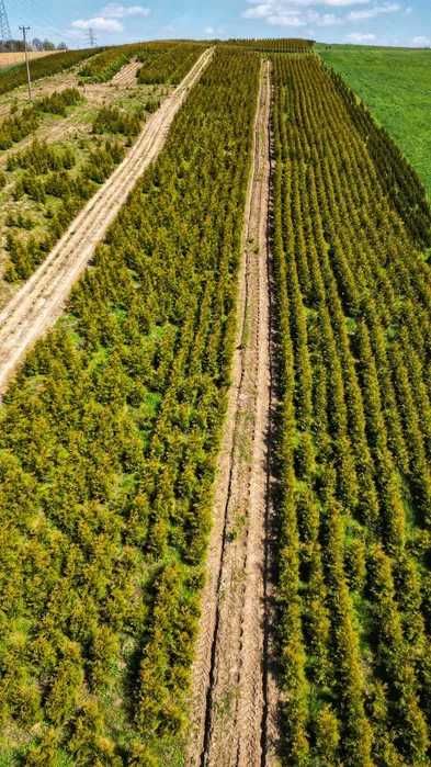 Tuja tuje szmaragd 60 - 80 cm dostawa gratis