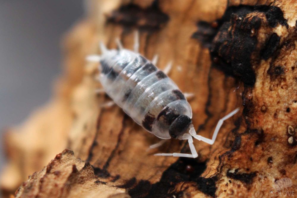 Porcellionides pruinosus "oreo crumble", ekipa sprzątająca, isopoda