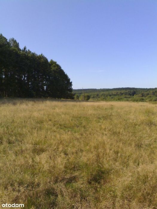 Okazja, Leśna polana nad morzem