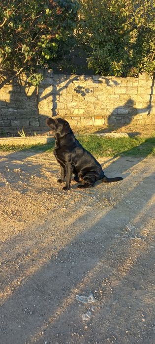 Вязка лабрадор ретрівєр