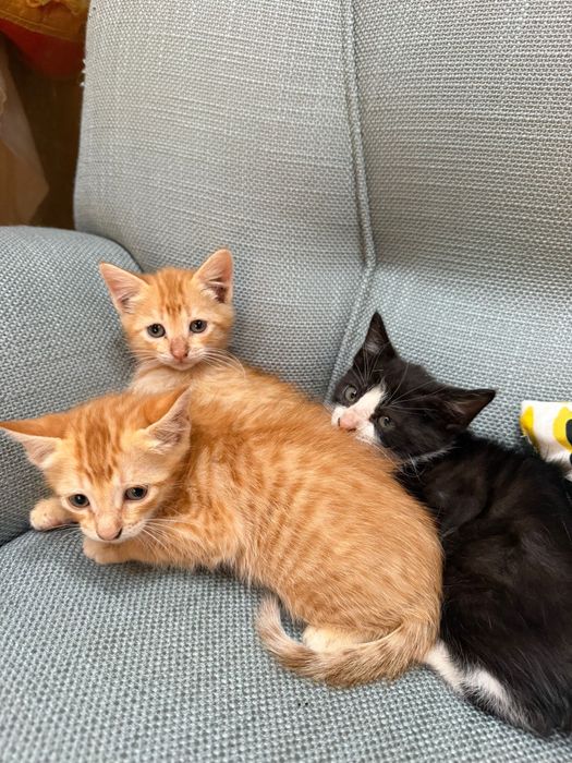 Gatos para  adoção