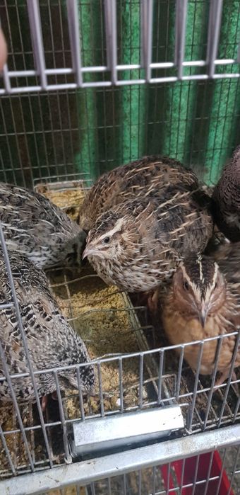 Vendo codornizes e ovos galados ou para consumo