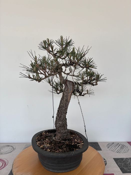 Bonsai Pinus Thumbergii