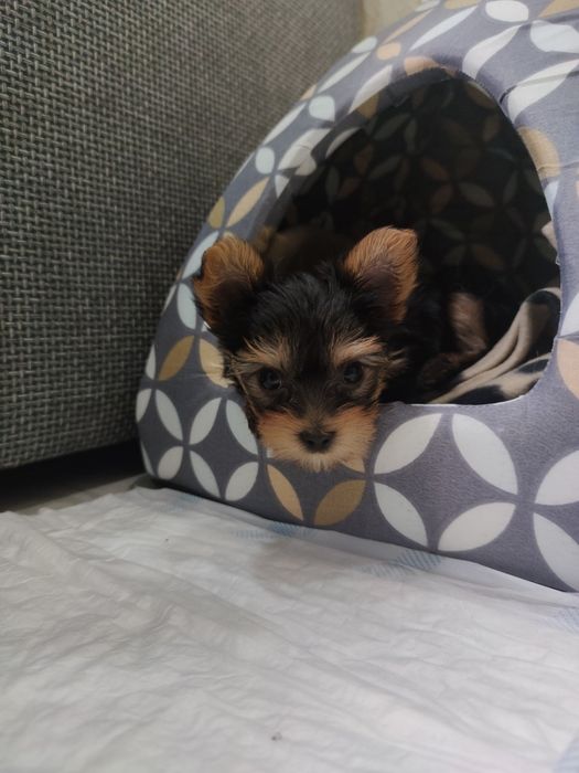 Цуценятки йоркширського тер'єра хлопчик та дівчинка