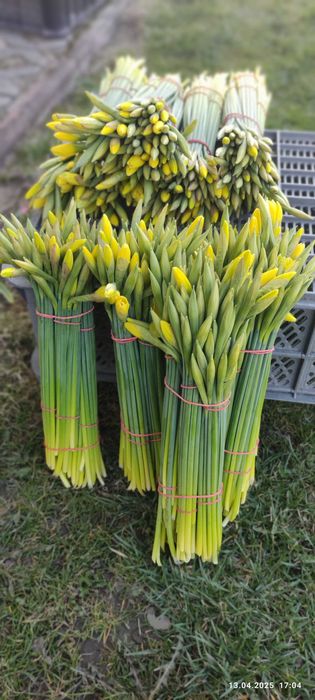 Żonkile kwiaty cięte