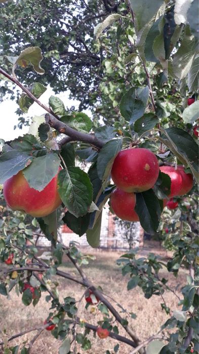 Продам дачу в с. Базарово