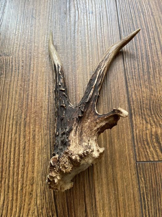 Poroże, Zrzuty, Prostki, Rogi Kozłów