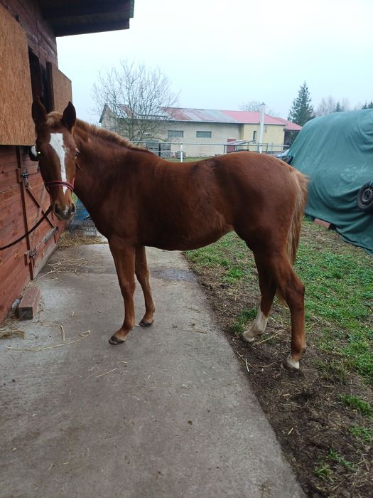 Młoda klacz przyuczona do zaprzęgu