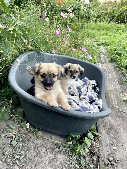 Віддам безкоштовно щенят
