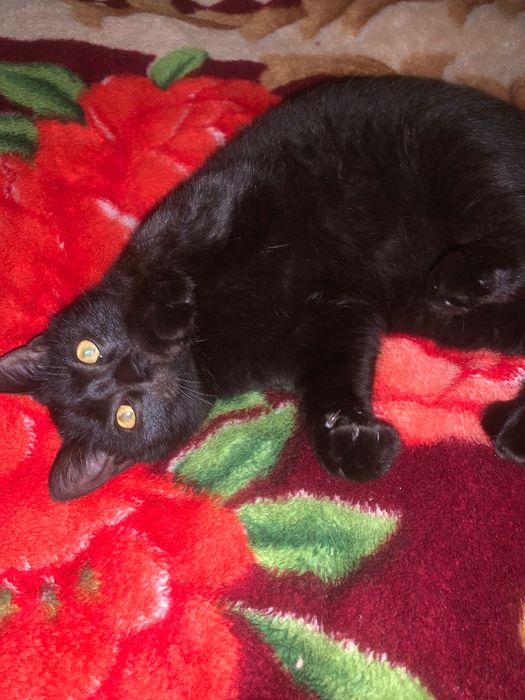 У добрі ручки віддам котика