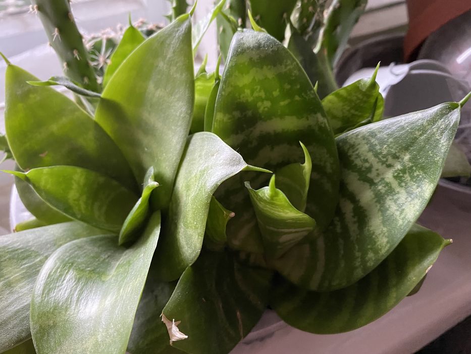 Сансевиерия