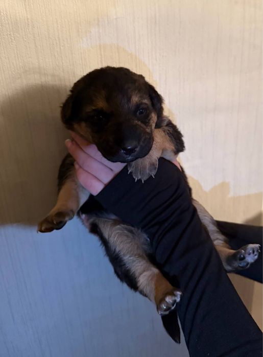 Продаются щенки — немецкой овчарки метисы