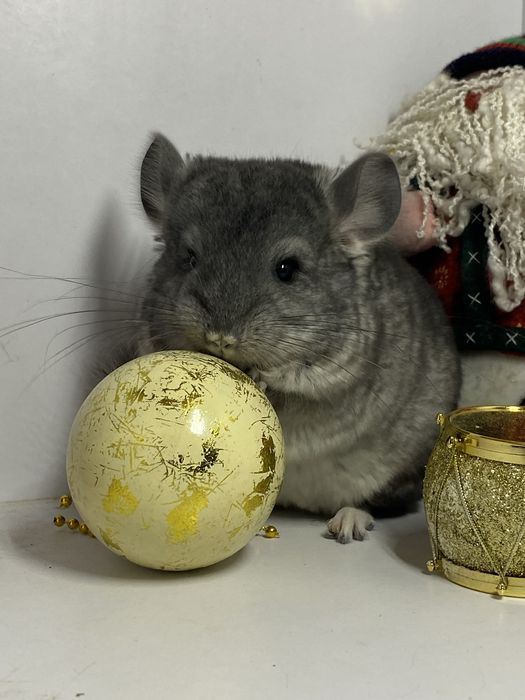 Продам грызуна  пушистика