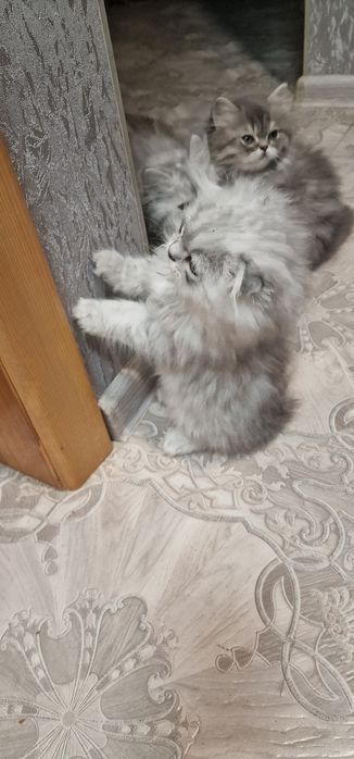 Мальчик вислоушка персидская серебристая шиншила