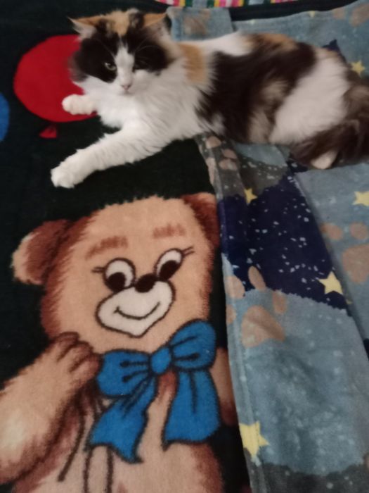 Пушистая трёхцветная стерилизованная кошка ищет дом! Кошка в хорошие р