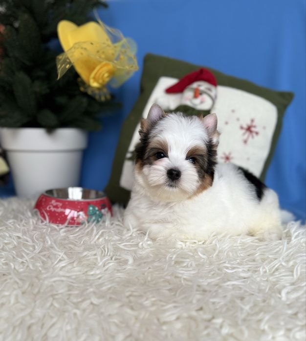 Бівер тер’єр хлопчик